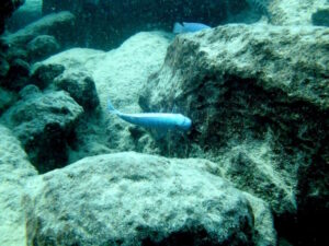 Labeotropheus trewavasae 'Mara Rocks'